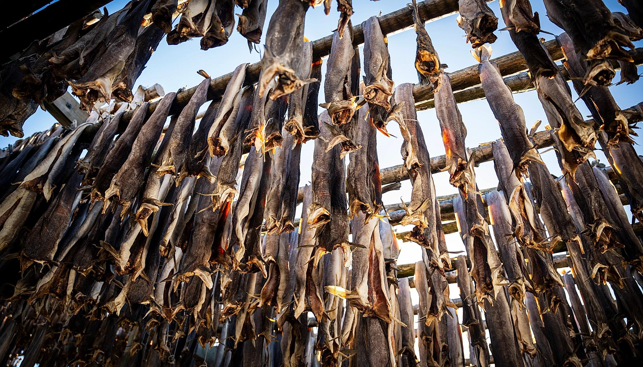 Stockfish of skrei