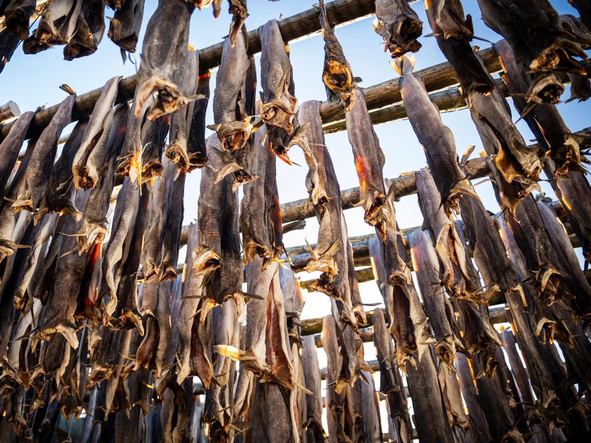 Stockfish of skrei