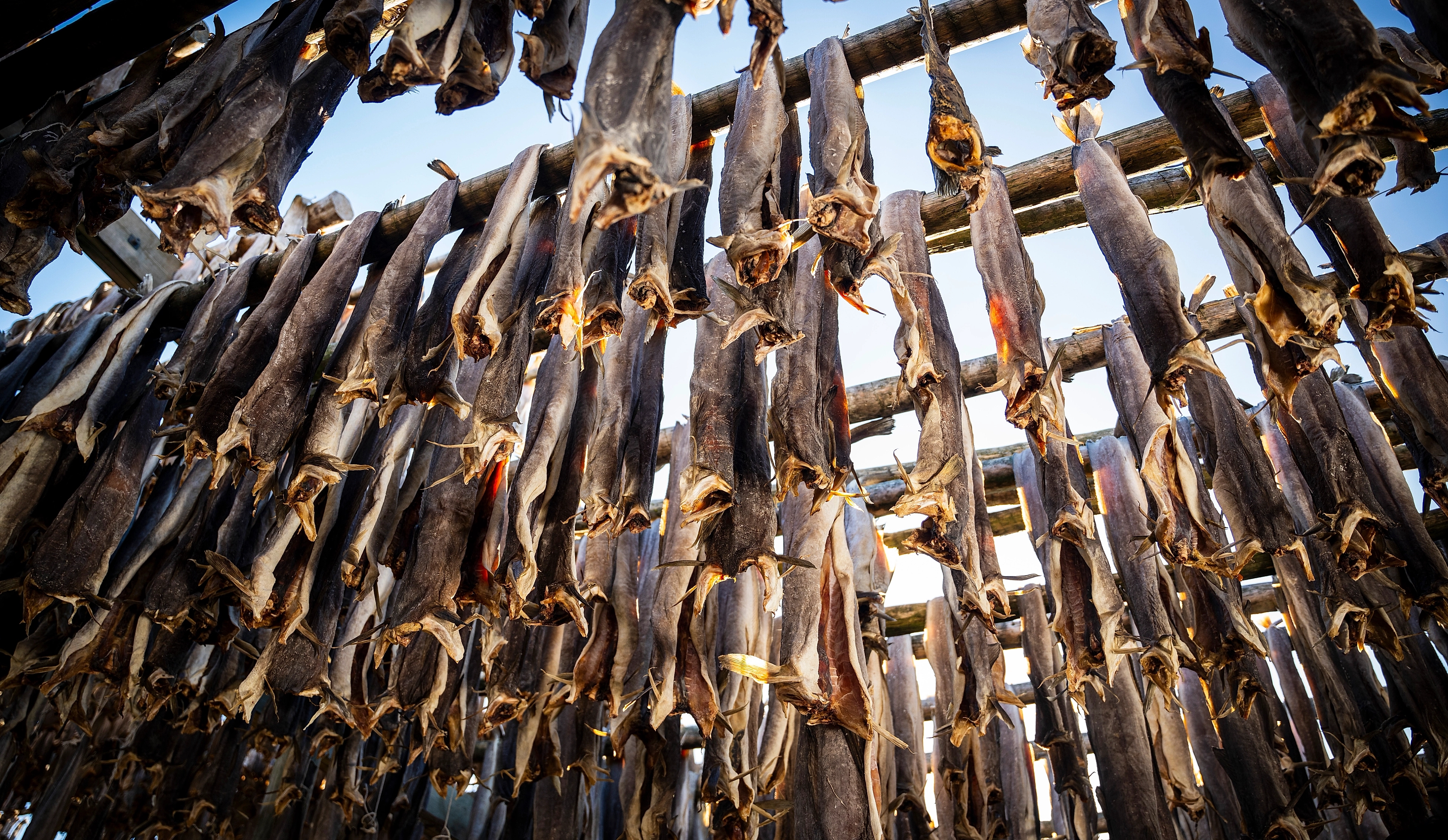 Stockfish of skrei