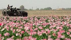 Harvest of Hate