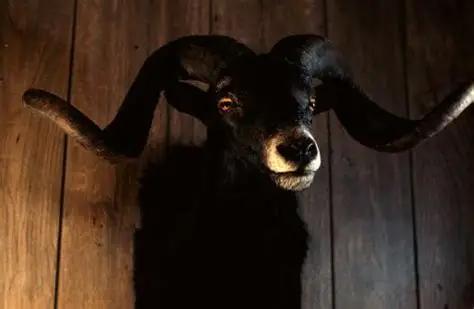 Behemoth