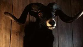 Behemoth
