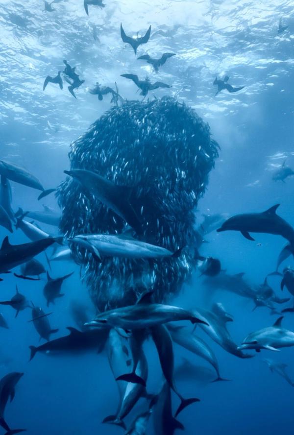 Bilde fra 'OCEAN with David Attenborough'
