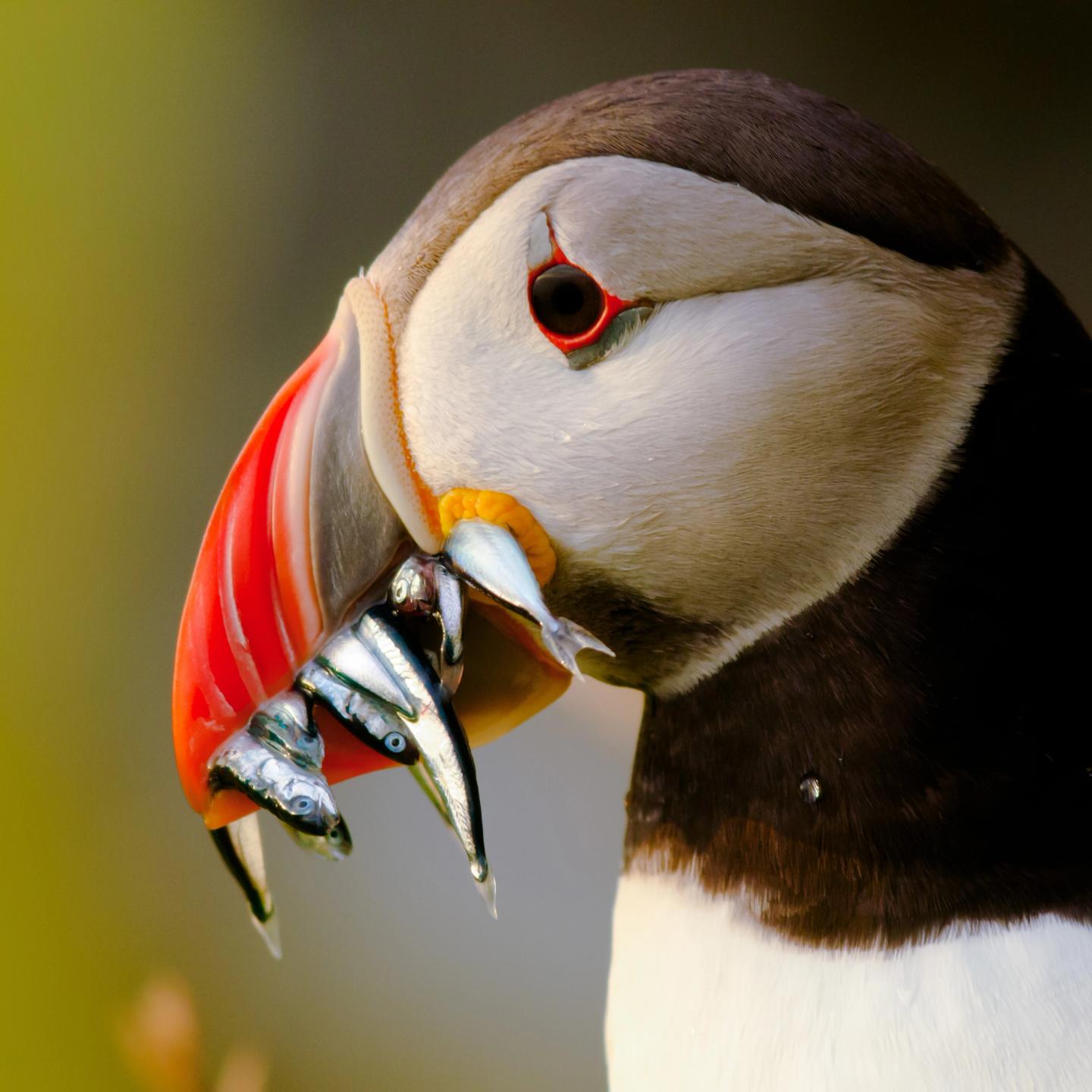 Natura – Filmfestival for natur og miljø