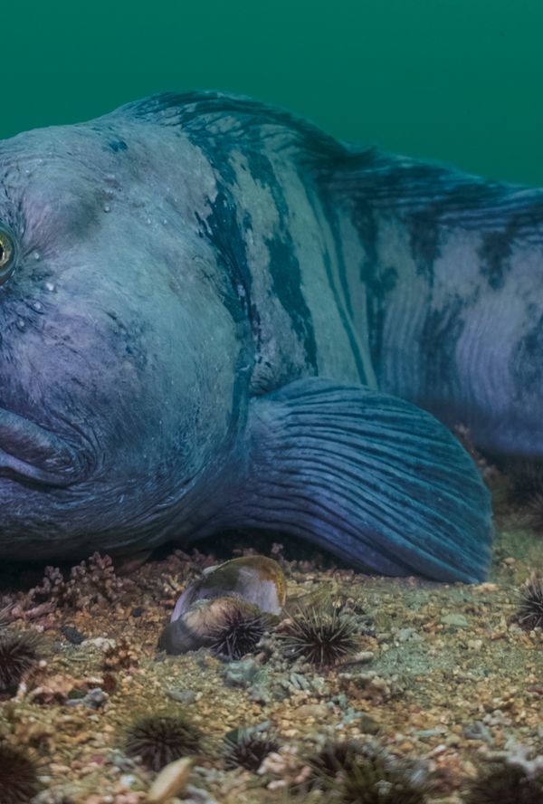 Bilde fra 'Fiskarnas rike + Stone Biter'