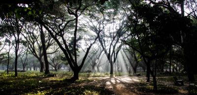 Picture of trees through sunrise in Cubbon Park, Bengaluru