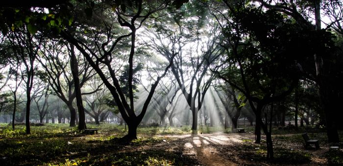 Picture of trees through sunrise in Cubbon Park, Bengaluru