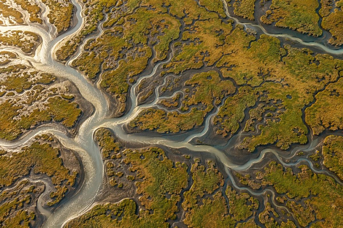 Aerial view of branching tidal channels in a coastal salt marsh