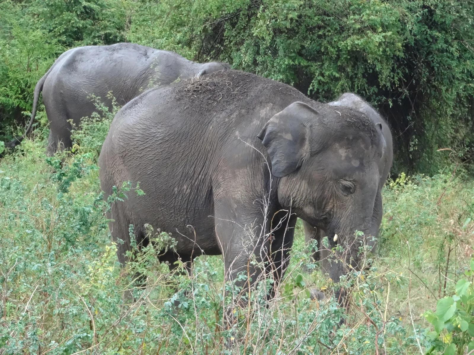 Kaudulla National Park
