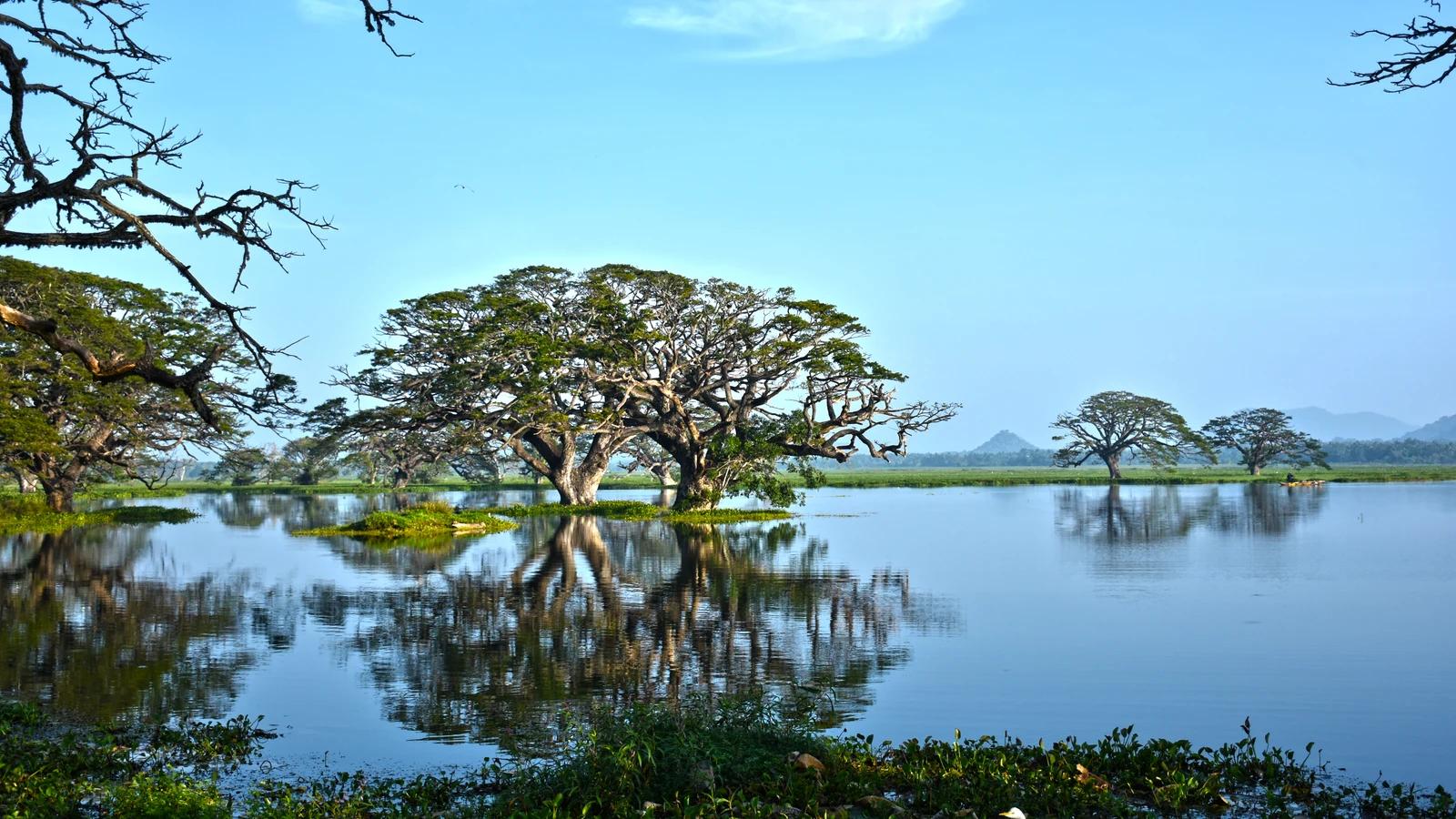 Trees reflected in Tissa Lake at Tissamaharama