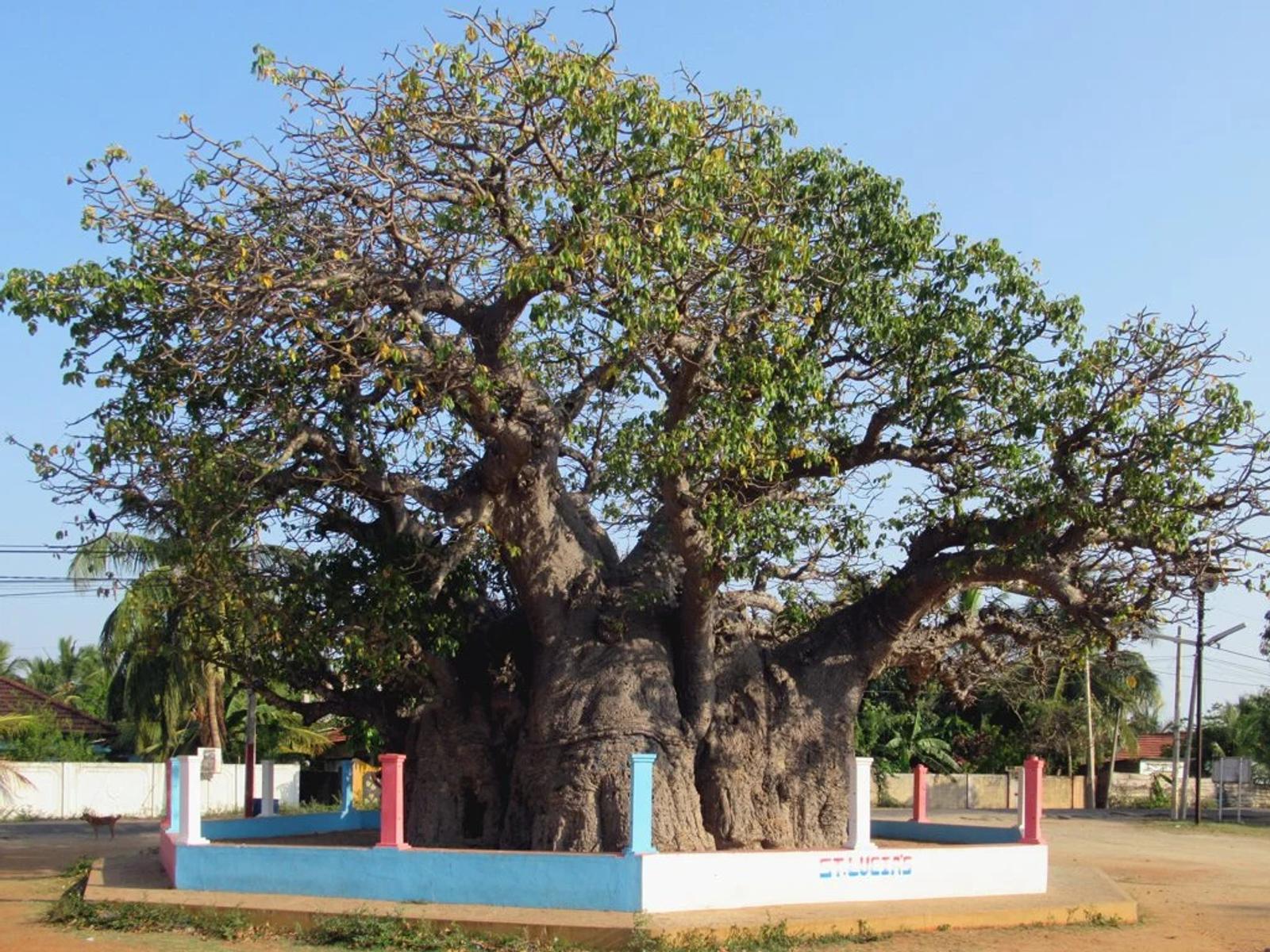 Baobab tree at Pallimunai