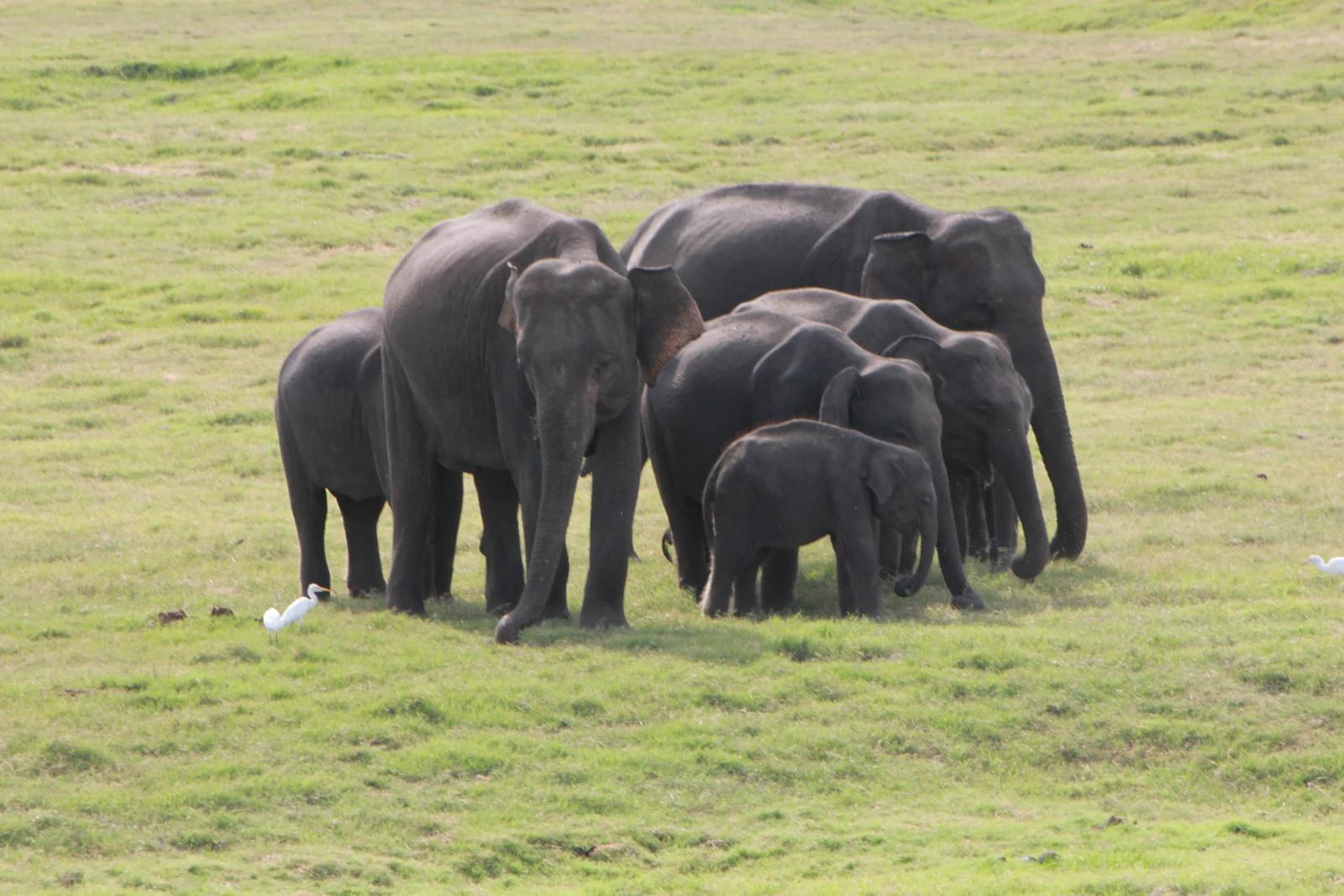 Elephant family in Minneriya National Park