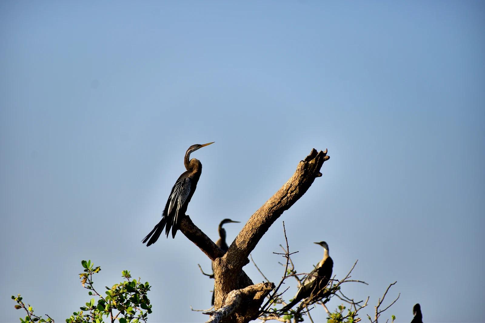 Darter perched at Kalametiya Bird Sanctuary
