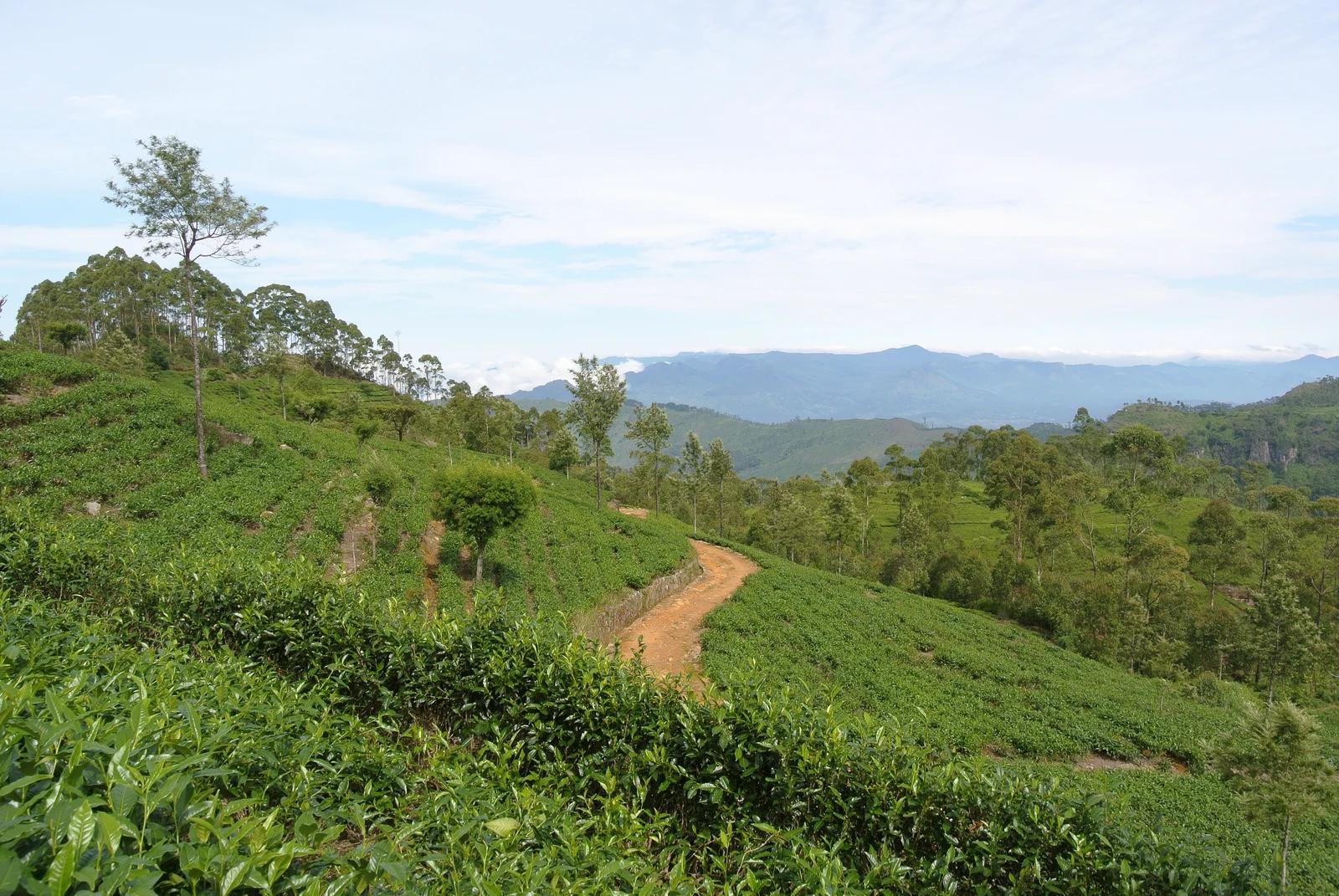 Dambatenne Tea Factory / Estate Experience