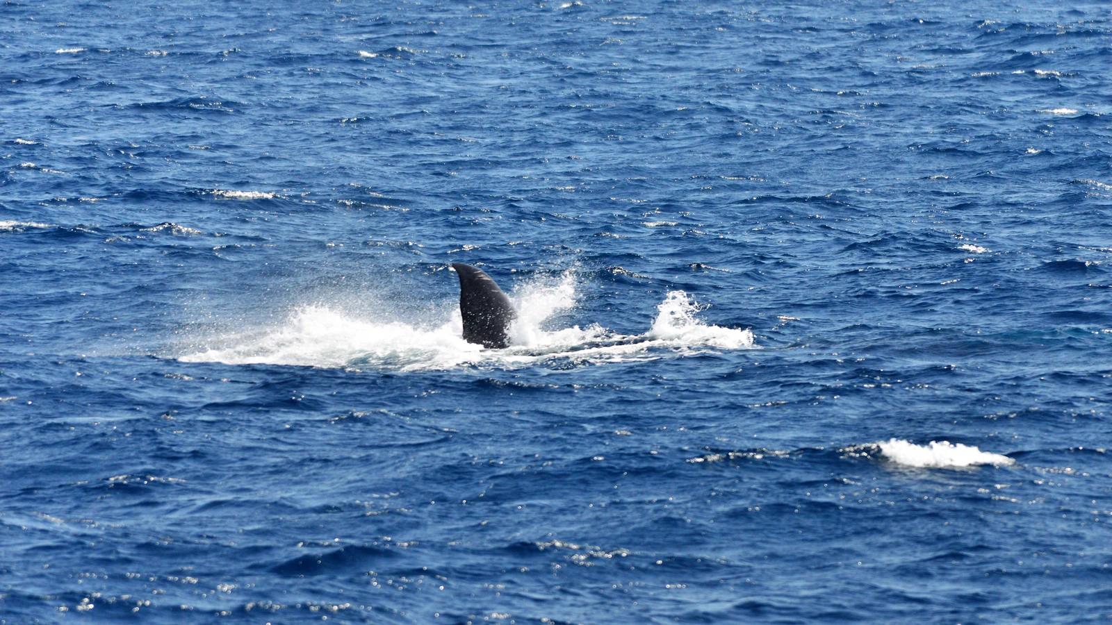 Whale watching off Mirissa