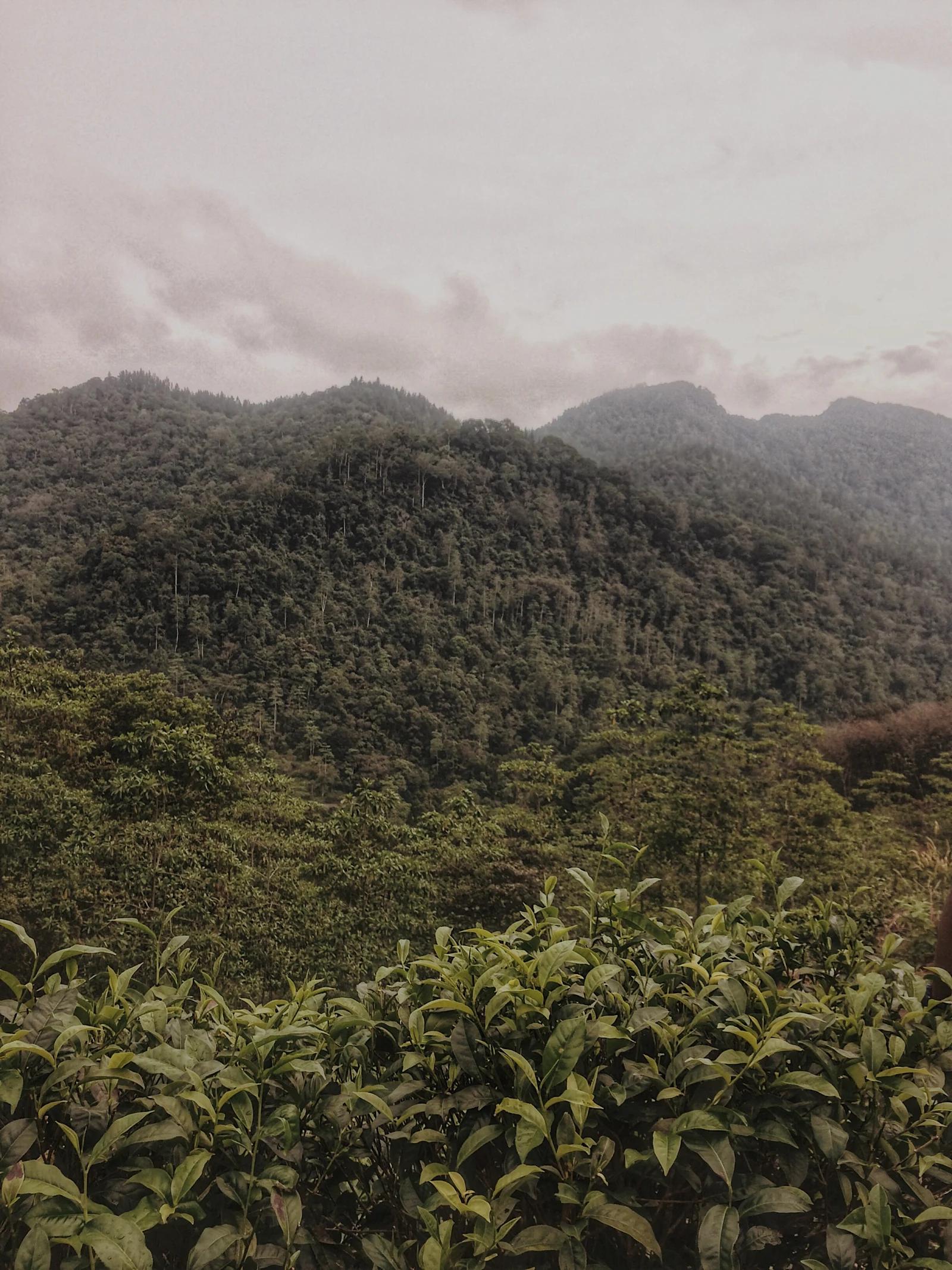 Sinharaja rainforest viewed from Kudawa village road
