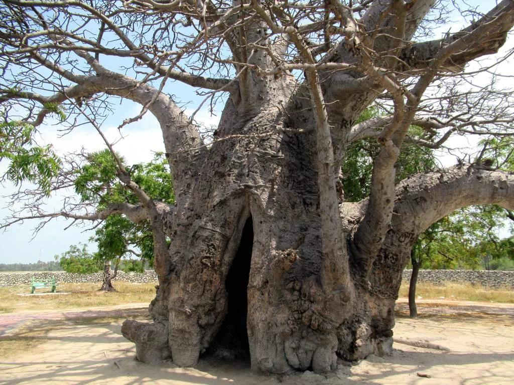 Delft Baobab Tree
