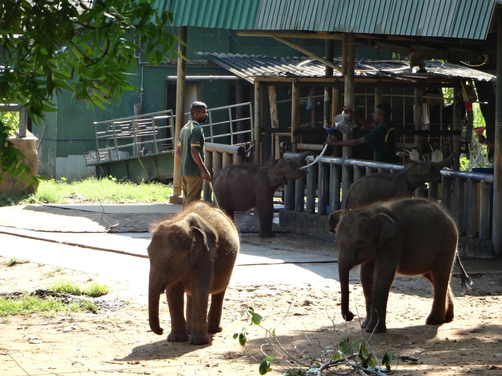 Elephant Transit Home, Udawalawe
