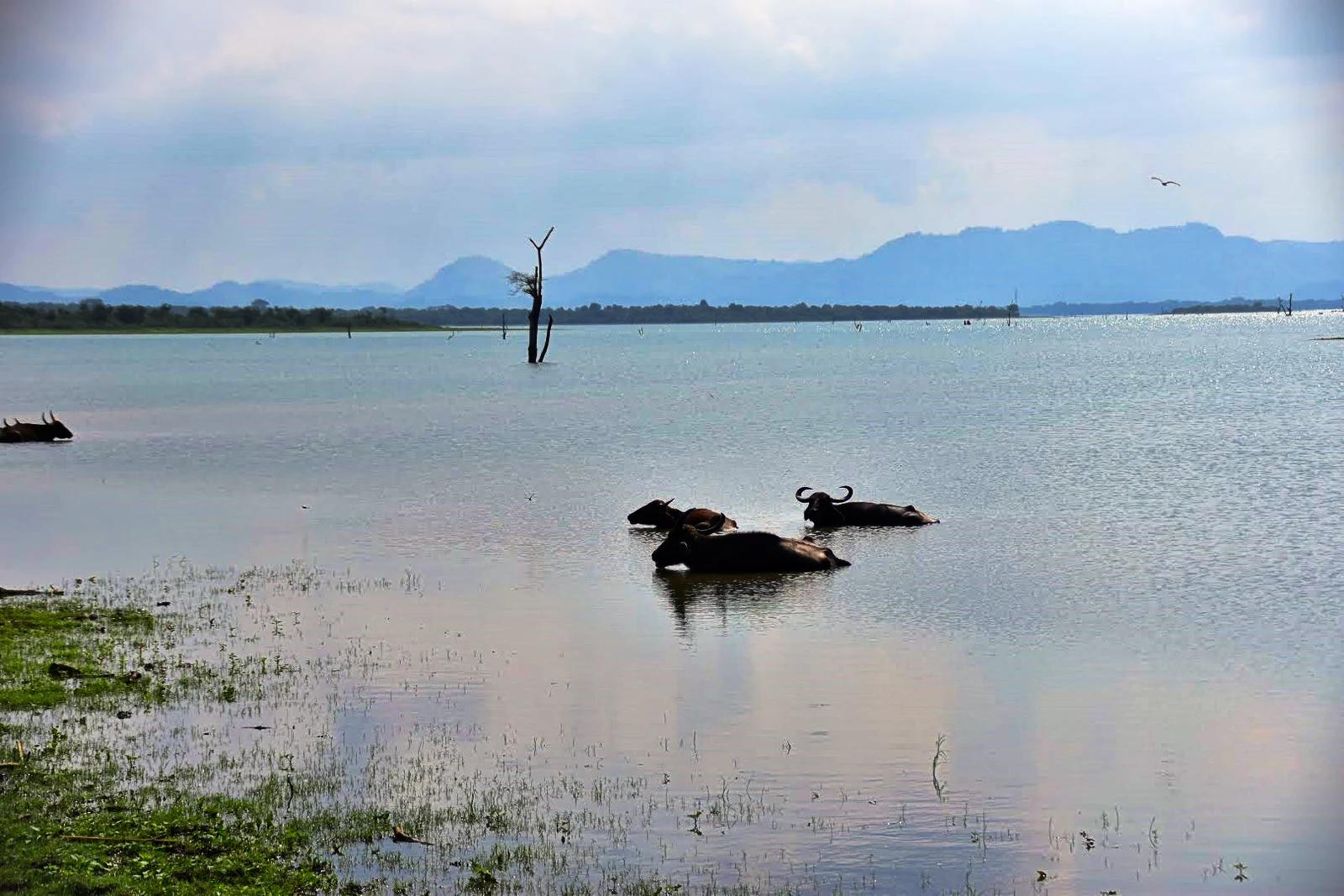Udawalawe National Park