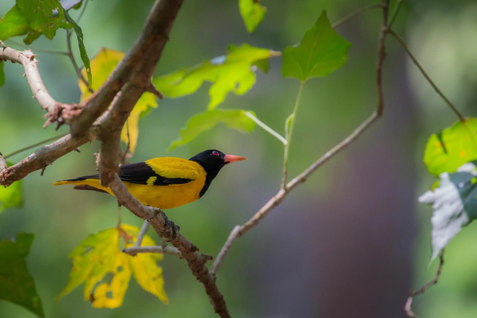 Black-hooded oriole at Muthurajawela wetland