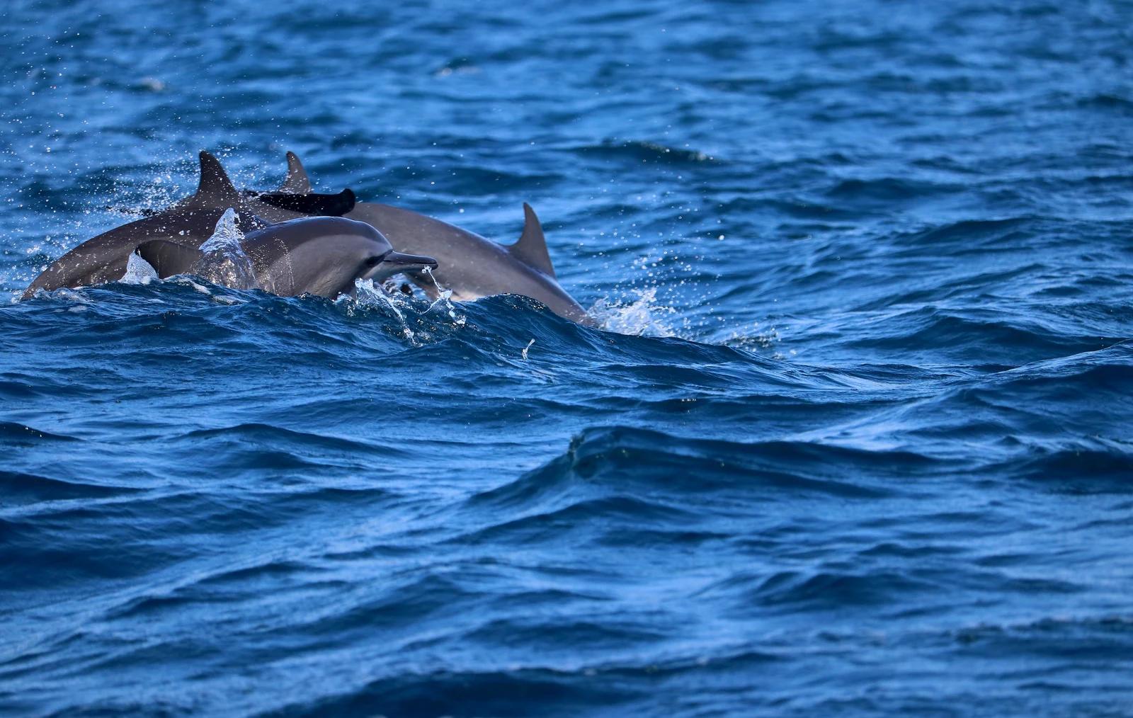 Spinner dolphins off Kalpitiya