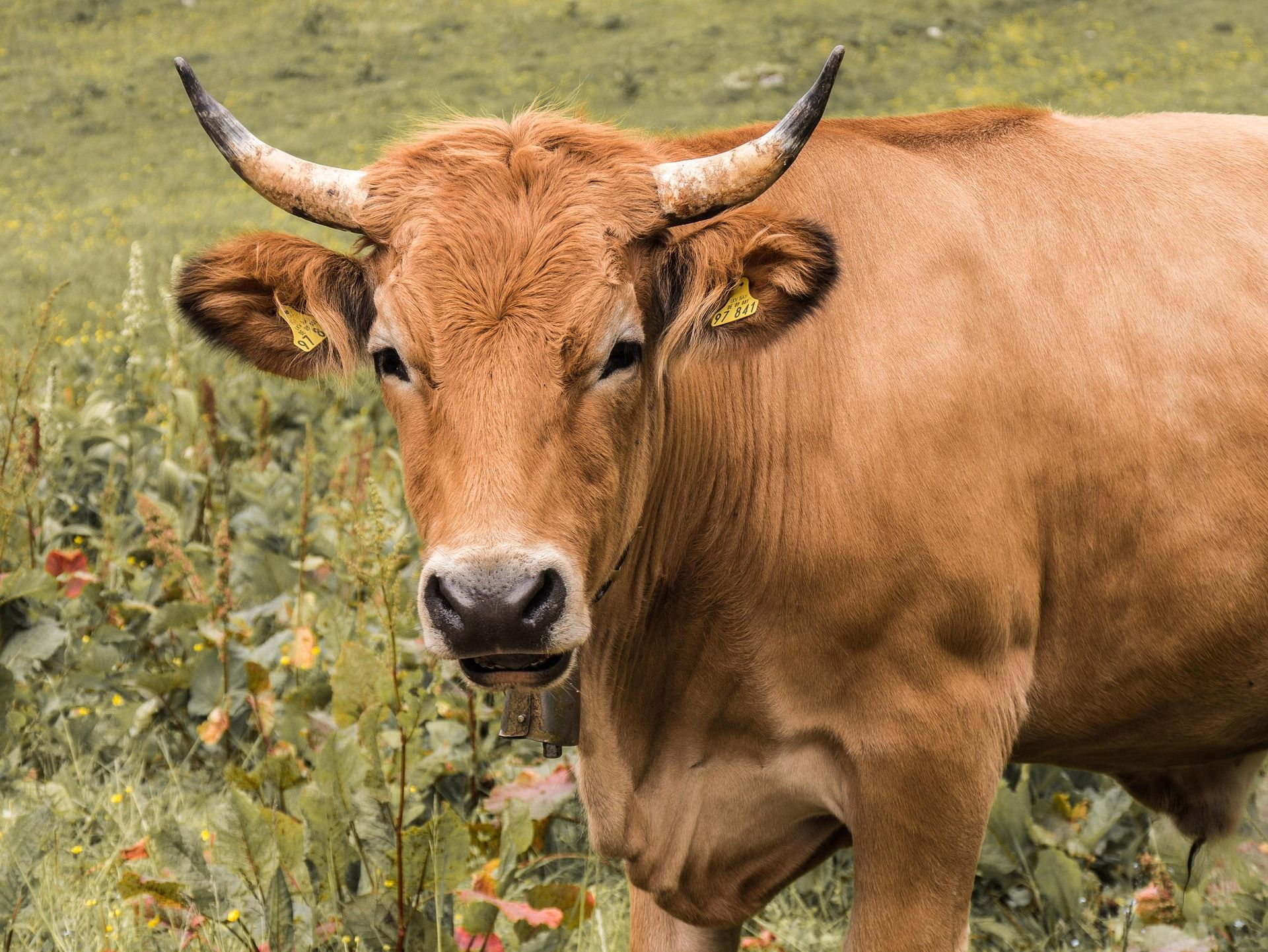 Is Beef Provably Fair? Understanding Fair Play at Duel Casino