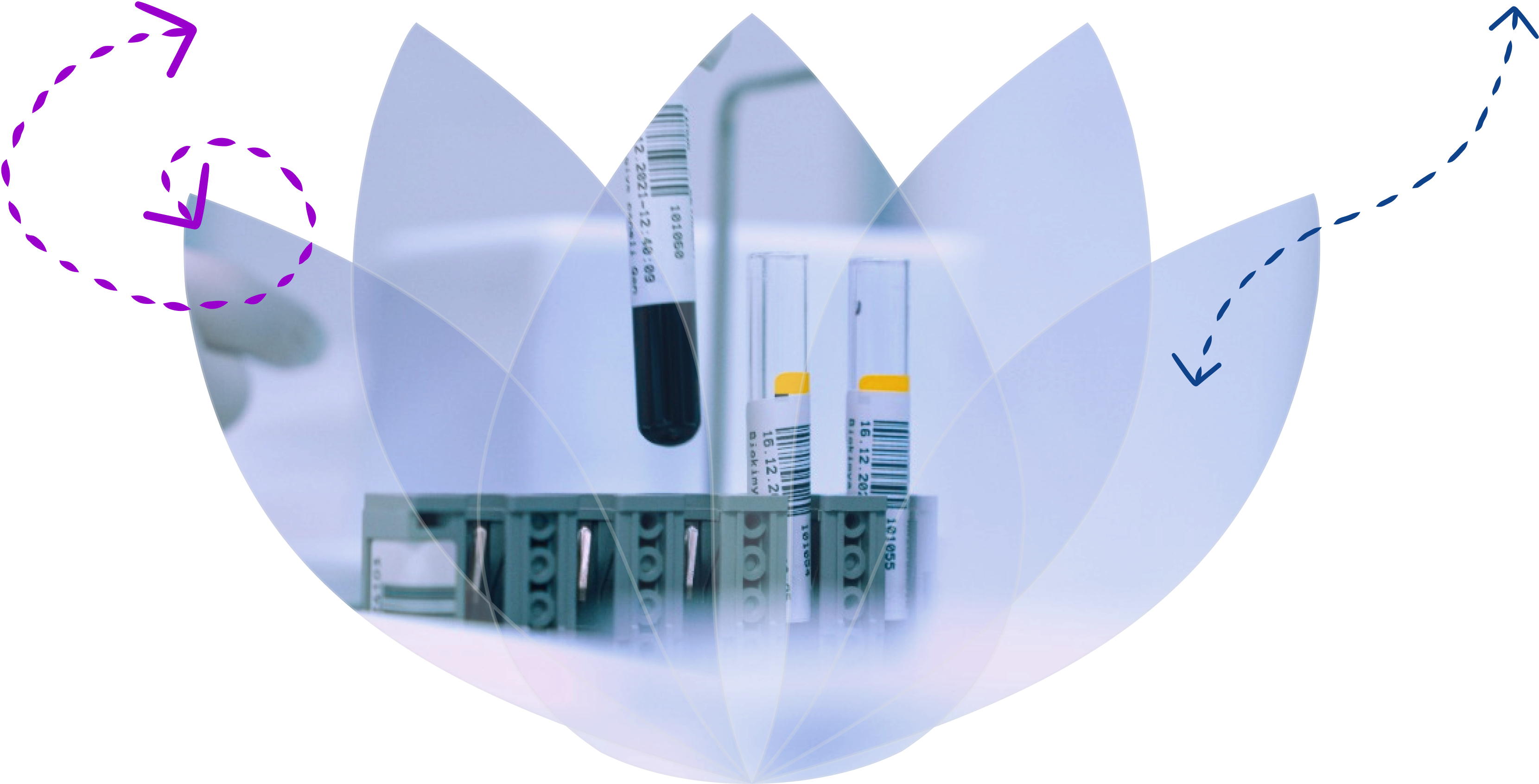 Phlebotomy Sample Tubes with an overlain shape of the Violet Health Logo