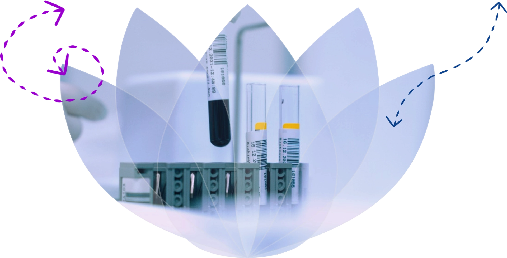 Phlebotomy Sample Tubes with an overlain shape of the Violet Health Logo