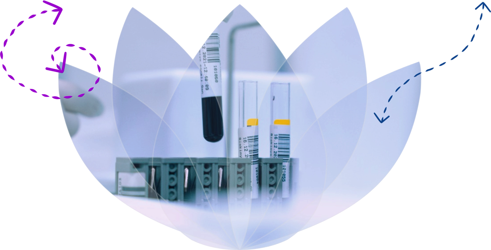 Phlebotomy Sample Tubes with an overlain shape of the Violet Health Logo