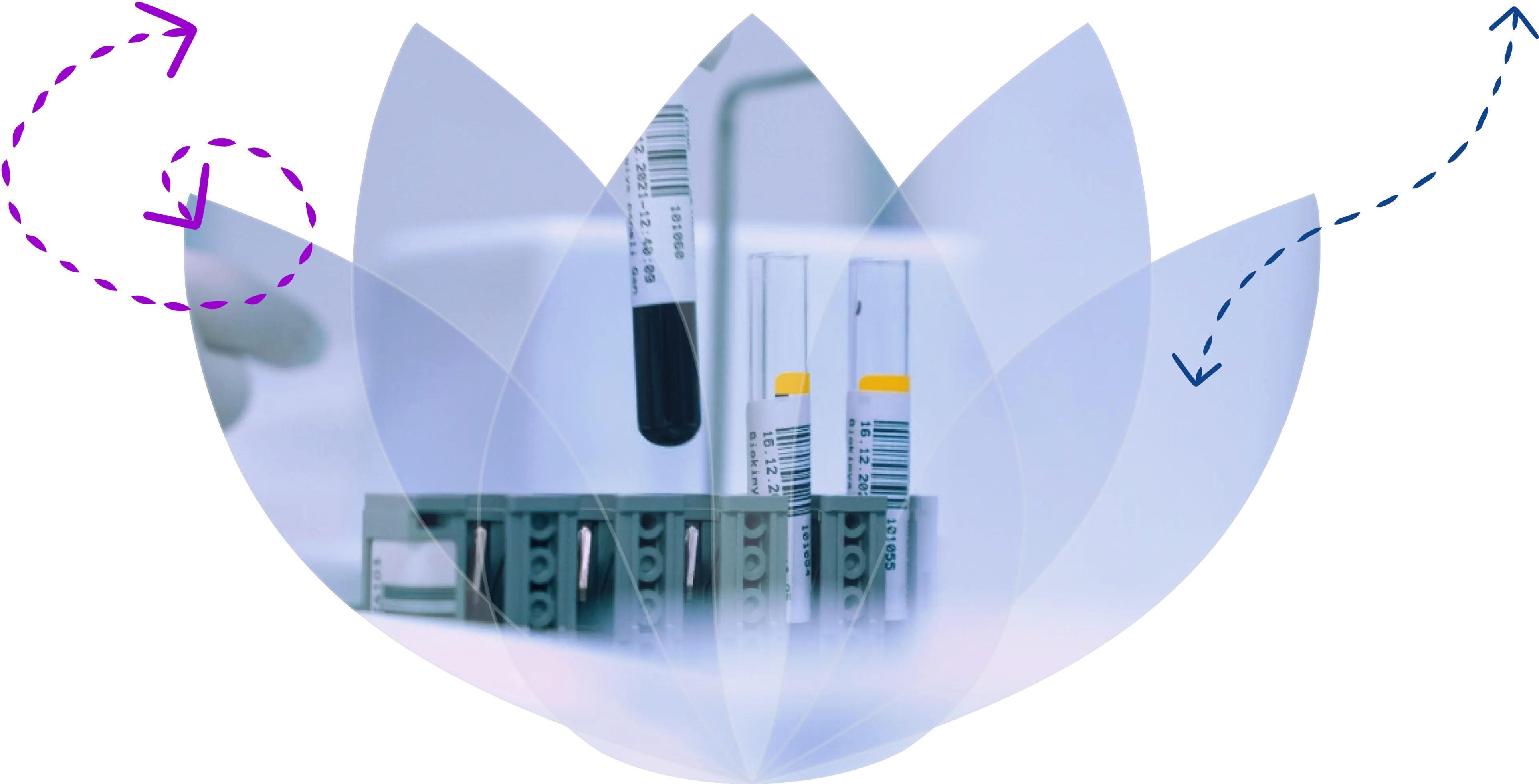 Phlebotomy Sample Tubes with an overlain shape of the Violet Health Logo