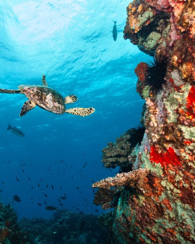 Immagine partenza: LUXOR+MARSA ALAM