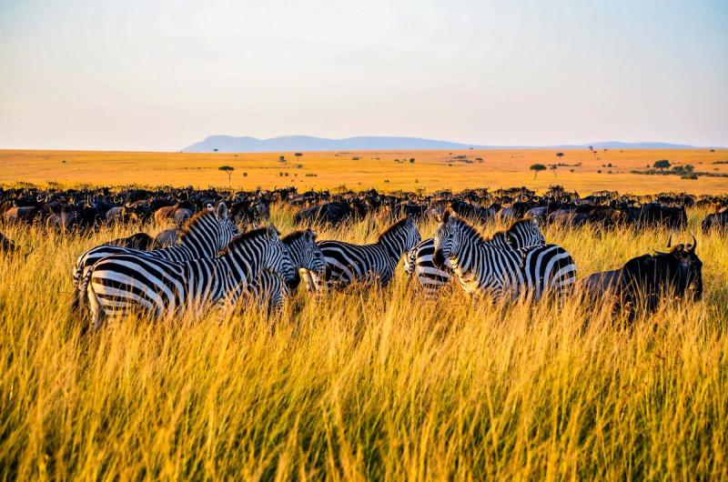 immagine destinazione : Kenya