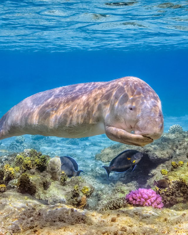 Immagine partenza: LUXOR+MARSA ALAM