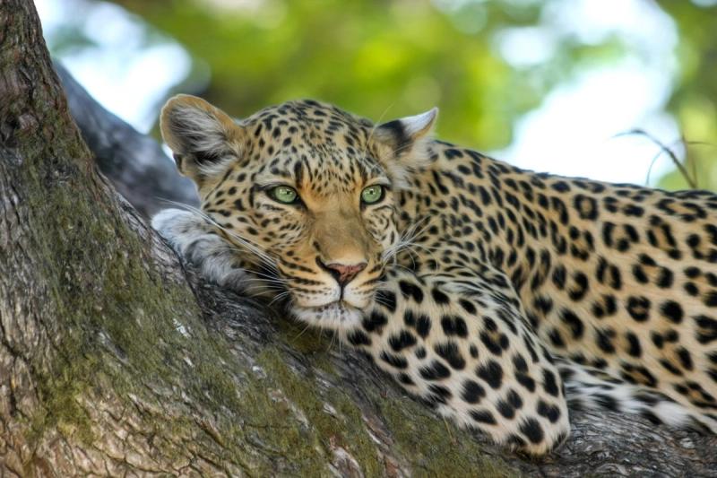 Immagine partenza: Safari in kenya e relax a Watamu
