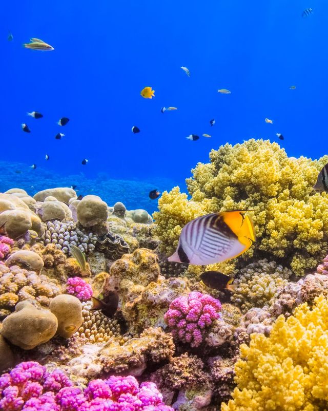 Immagine partenza: CAPODANNO MARSA ALAM