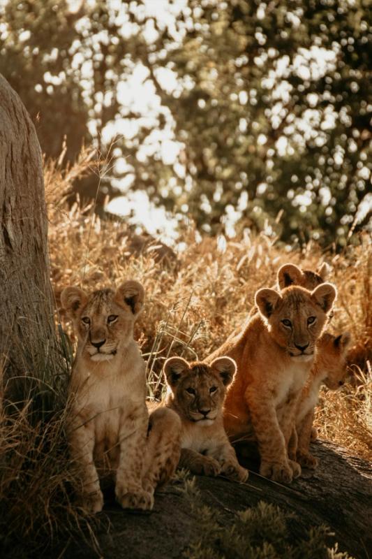 Immagine partenza: SAFARI IN TANZANIA + ZANZIBAR
