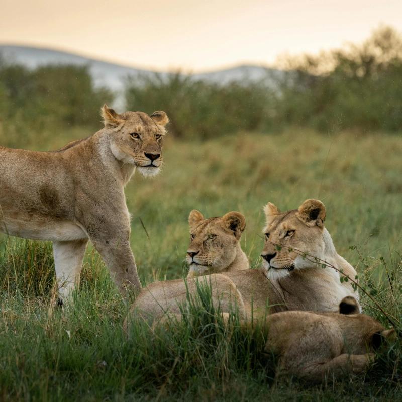 Immagine partenza: CAPODANNO KENYA + SAFARI