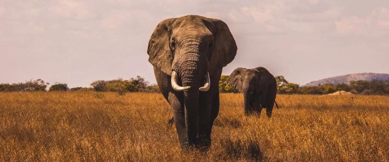 Immagine partenza: safari in tanzania + zanzibar