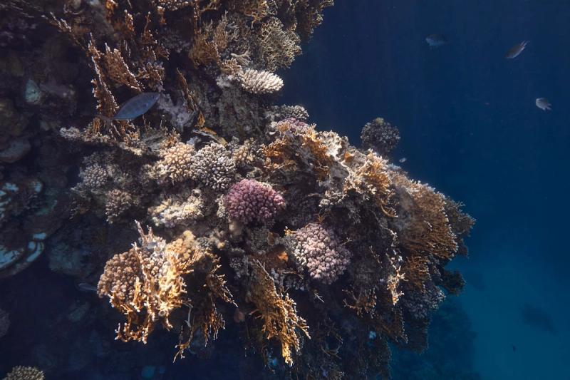 Immagine partenza: Capodanno a Marsa Alam