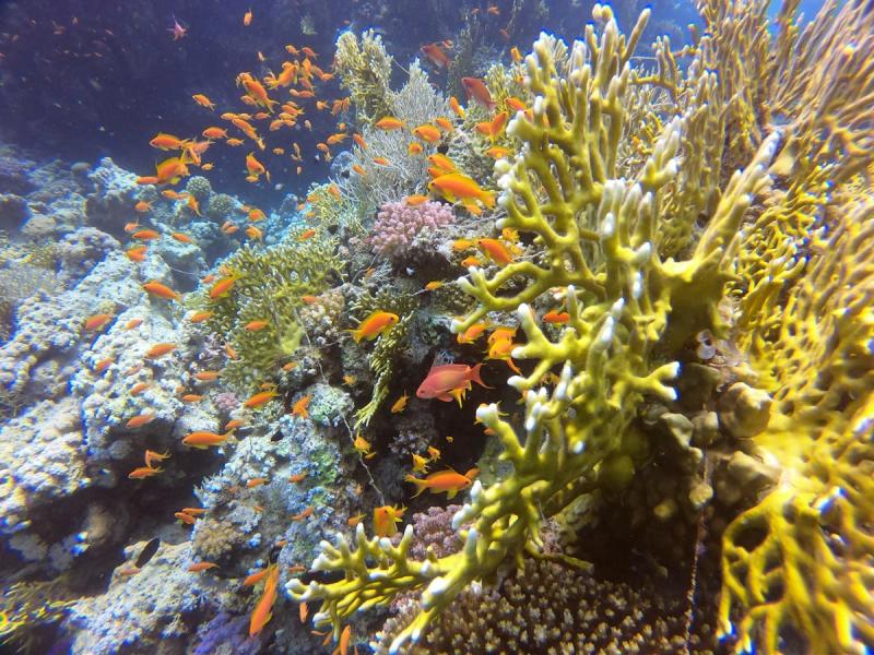 Immagine partenza: Capodanno Il Cairo + Hurghada