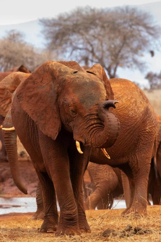 Immagine partenza: Capodanno Kenya + Safari