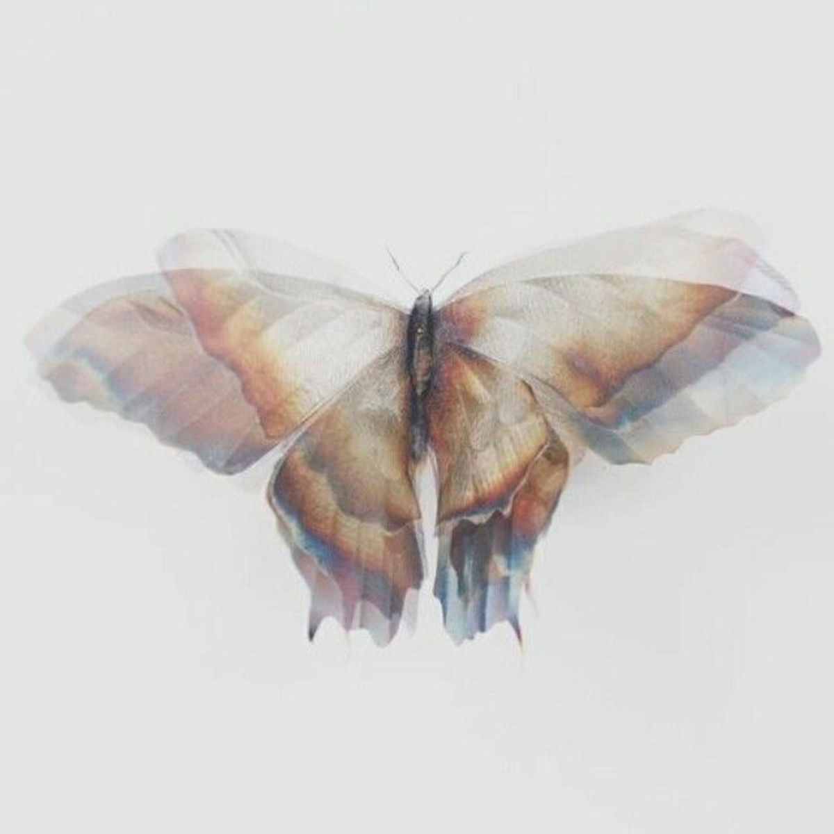 butterfly