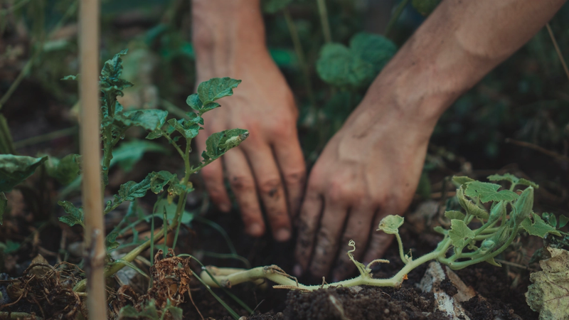 Hands planting in soil among young green plants