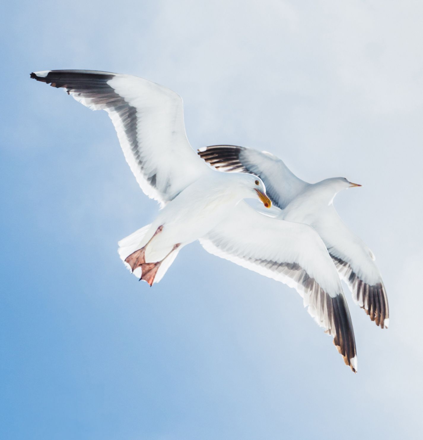 Two seagulls flying