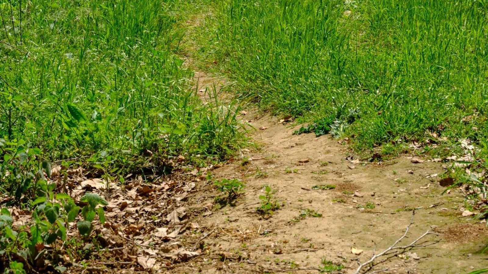 A dirt footpath worn through grass by people taking the route they actually prefer.
