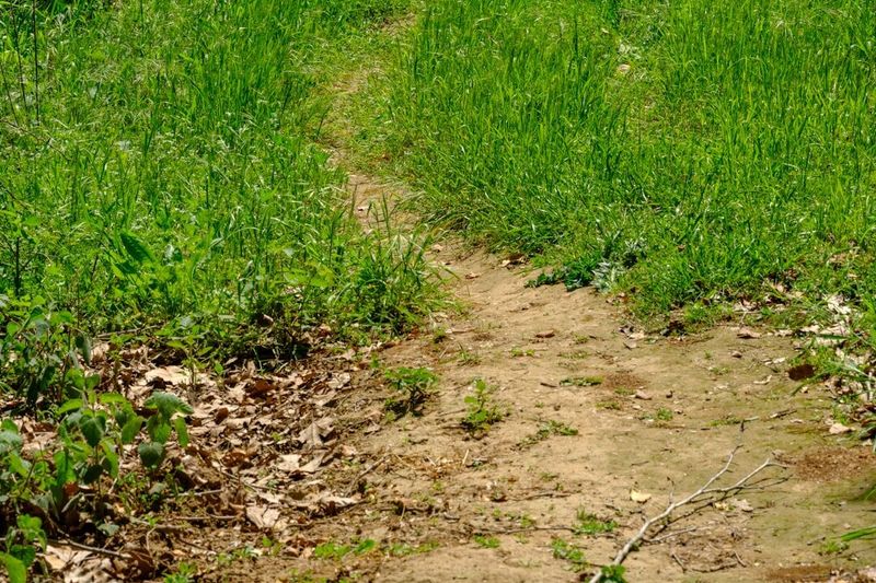 A dirt footpath worn through grass by people taking the route they actually prefer.