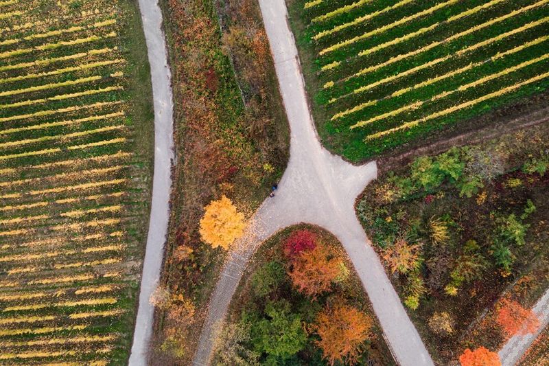 An aerial view of several paths crossing and converging between autumn fields, with no single route obviously the main one.