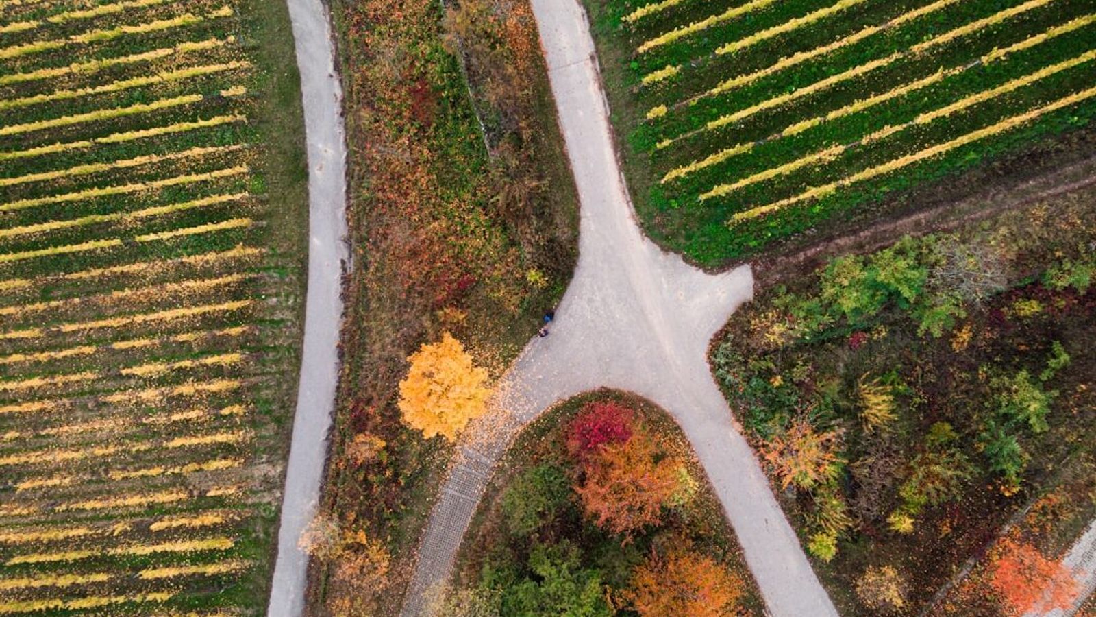 An aerial view of several paths crossing and converging between autumn fields, with no single route obviously the main one.