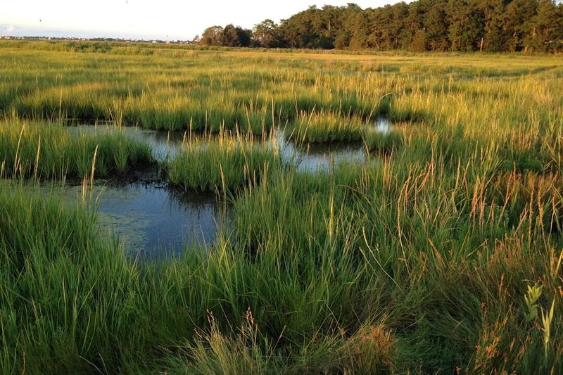 A tidal salt marsh at golden hour, with water channels winding through the grass toward a treeline.