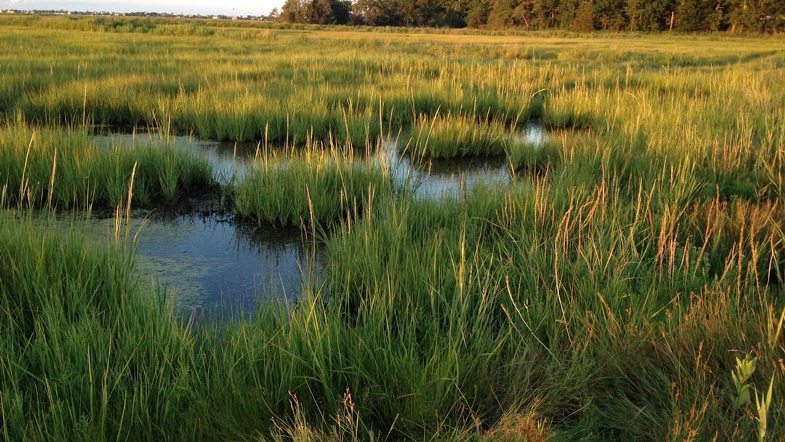 A tidal salt marsh at golden hour, with water channels winding through the grass toward a treeline.